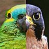 Flavio Meira Silva 🦜🇧🇷🔺️ 的头像