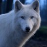 Фото профиля White Wolf Ohio