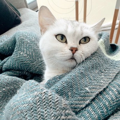 leoshimo's profile picture