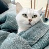 leo profil fotoğrafı