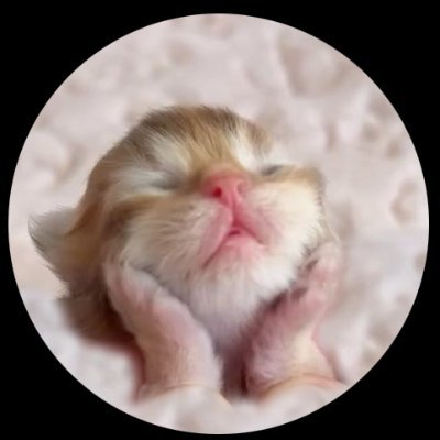 culAnimal's profile picture
