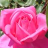 🌹IVY🌹 profil fotoğrafı