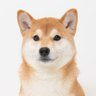 shin 的头像