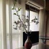 潏竹's profile picture