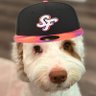 @SFGiantsMemes's profile picture