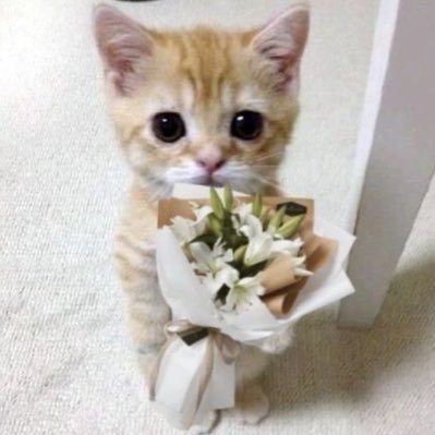 babyholinn's profile picture