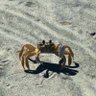 Фото профиля Gingergurl69 (Krustycrab not panties)
