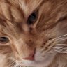 sam_sandle profil fotoğrafı