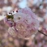 ちぃkame's profile picture