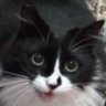 Gurkan Umutcan's profile picture