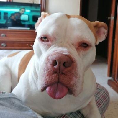Luis's profile picture