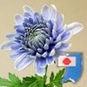 Profilbild von 🇯🇵☀菊一輪🌿🇯🇵🐤💕限界ネトウヨＦ.Ｃ