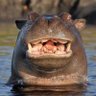 Фото профиля Hippo-Critical || THE ANDOR AGENDA
