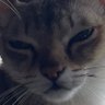 Profilbild von いよ