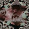 Bud Kash's profile picture