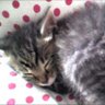 mofu mofu profil fotoğrafı