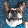 Charles Elder's profile picture