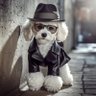 Profilbild von dealhai