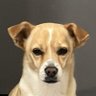 Cão Buá profil fotoğrafı