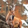 Фото профиля خاقان بابر لون