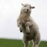 HappySheep401's profile picture