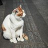 澳洲猫叔 的头像