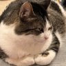 Profilbild von Thyroidless