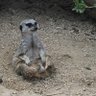 ゲス刈転生 profil fotoğrafı