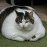 Profilbild von Mbul Gendhutt