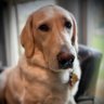 vanalp's profile picture