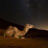 Profilbild von تركي