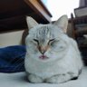 Фото профиля けめこ