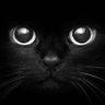 Profilbild von Black Cat
