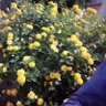 ابو اصيل profil fotoğrafı