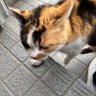 干し芋's profile picture