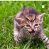 fatoş 🐯🐕🐣 profil fotoğrafı