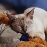 Just ℟ể! 🤍🐱🕹 profil fotoğrafı