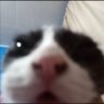 Boliniet el gato 🐱 的头像