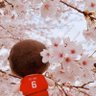 Profilbild von あんず