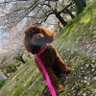 とねのぶ 的头像