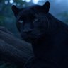 Profilbild von Panther