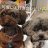 Profilbild von キャンディー