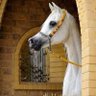 Фото профиля zeyad Thaher