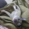 Profilbild von Gidget