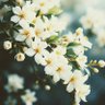 Фото профиля fleur
