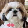 Фото профиля シーズー🐶華ちゃん🌺
