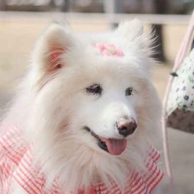 サモエド心和✿14歳✿愛されるのがお仕事's profile picture