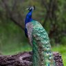 Mukesh Sharma profil fotoğrafı