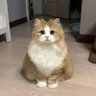 咩咩 profil fotoğrafı