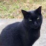 KRNK(くろねこ) profil fotoğrafı